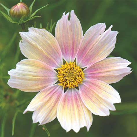 Growing Apricot Lemonade Cosmos: A Vibrant Addition to Your Garden